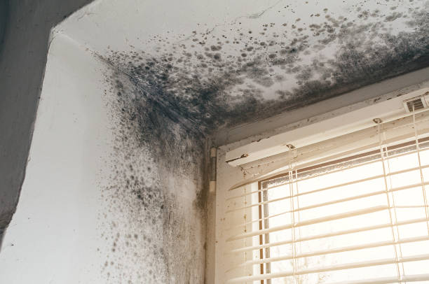 Affordable Mold Remediation solutions in Benson, NC
